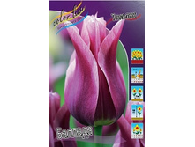 Tulipa Ballade 98,5�. �� 10��.jpg