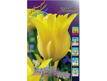 Tulipa Ballade Gold 103,6�. �� 10��.jpg