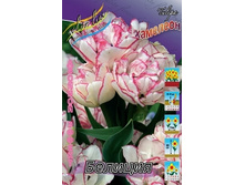 Tulipa Belicia 195,5�. �� 10��..jpg