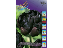 Tulipa Black Hero 159,8�. �� 10��.jpg
