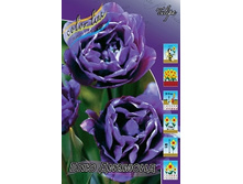 Tulipa Blue Diamond 98,5�. �� 10��.jpg