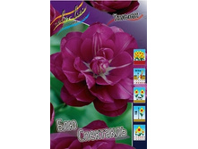 Tulipa Blue Spectacle 103,6�. �� 10��.jpg