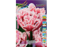 Tulipa Brest 175,1�. �� 10��.jpg