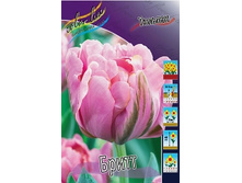 Tulipa Britt 103,6�. �� 10��.jpg