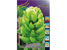 Tulipa Brooklyn 568,5�. �� 5��..jpg