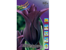 Tulipa Burgundy 124�. �� 10��.jpg