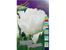 Tulipa Cardinal Mindszenty 164,9�. �� 10��.jpg