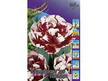 Tulipa Carnaval De Nice 108,7�. �� 10��.jpg