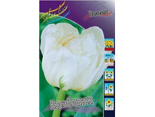 Tulipa Casablanca 108,7�. �� 10��.jpg