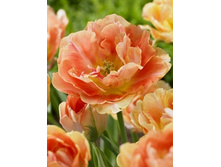 Tulipa Charming Beauty 118,9�. �� 10��.jpg