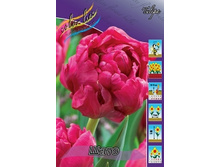 Tulipa Chato 103,6�. �� 10��.jpg