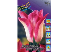 Tulipa Christina Van Kooten 124�. �� 10��.jpg