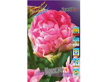 Tulipa Christo 129,1�. �� 10��.jpg