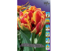 Tulipa Cilesta 83,1�. �� 10��.jpg