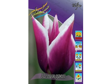 Tulipa Claudia 67,8�. �� 10��.jpg