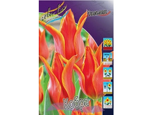Tulipa Cobra 98,5�. �� 10��.jpg