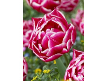 Tulipa Columbus 164,9�. �� 10��.jpg