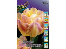 Tulipa Creme Upstar 113,8�. �� 10��.jpg