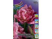 Tulipa Crispion Sweet 139,3�. �� 10��.jpg