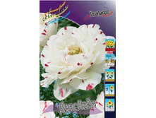 Tulipa Dance Line 221,1�. �� 10��.jpg