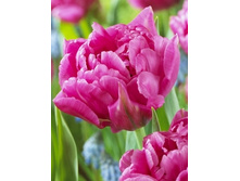 Tulipa Dior 129,1�. �� 10��.jpg