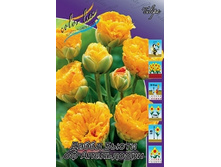 Tulipa Double Beauty Of Apeldoorn 93,3�. �� 10��.jpg