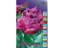 Tulipa Double Dazzle 134,2�. �� 10��.jpg
