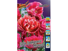 Tulipa Double Differance Melange 98,5�. �� 10��.jpg