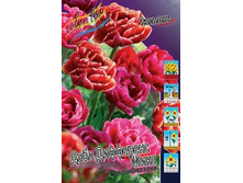Tulipa Double Differance Mix 98,5�. �� 10��.jpg