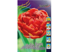 Tulipa Double Dutch 98,5�. �� 10��.jpg