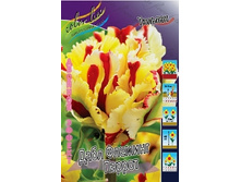 Tulipa Double Flaming Parrot 221,1�. �� 7��..jpg