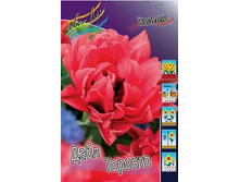 Tulipa Double Toronto 93,3�. �� 10��.jpg