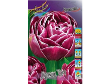Tulipa Dream Touch 231,3�. �� 10��.jpg