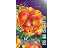 Tulipa Dreamline 231,3�. �� 10��..jpg