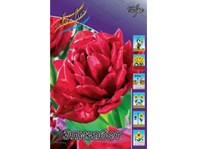 Tulipa Elisabeth 83,1�. �� 10��.jpg