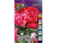 Tulipa Eternal Flame 129,1�. �� 10��..jpg