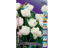 Tulipa Evita 98.5�. �� 10��..jpg