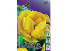 Tulipa Exotic Sun 124�. �� 10��.jpg