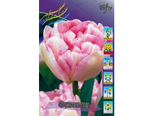 Tulipa Finola 85,2�. �� 10��.jpg
