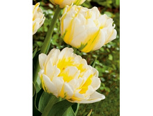 Tulipa Flaming Evita 185,3�. �� 10��.jpg
