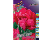 Tulipa Flash Point 124�. �� 10��..jpg