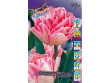 Tulipa Foxtrot 93,3�. �� 10��.jpg