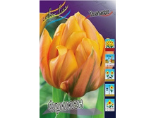 Tulipa Freeman 78�. �� 10��.jpg