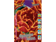Tulipa Fringed Beauty 195,5�. �� 10��.jpg