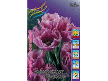 Tulipa Fringed Family 103,6�. �� 10��..jpg