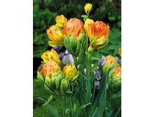Tulipa Fruitcocktail1 568,5�. �� 5��.jpg