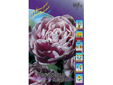 Tulipa Gerbrand Kieft 108,7�. �� 10��.jpg