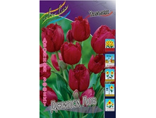 Tulipa Gipsy Love 124�. �� 10��.jpg