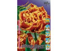 Tulipa Gold Dust 185,3�. �� 10��..jpg
