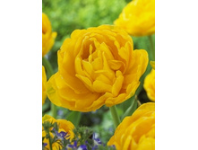 Tulipa Gold Fever 139,3�. �� 10��.jpg